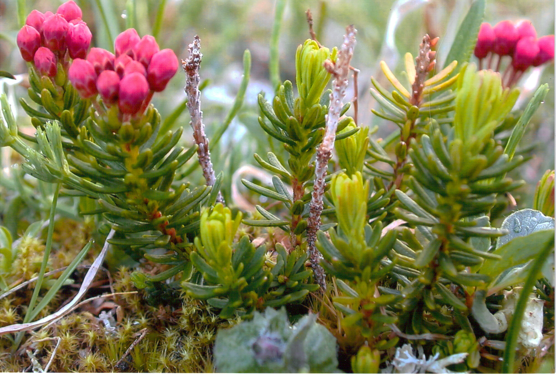 فیلوداک امپتریفورمیس